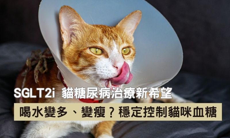 醫師帶你看懂貓糖尿病症狀、飲食技巧與最新藥物 SGLT2i!