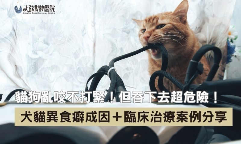 吞塑膠袋、咬布條?別覺得只是毛孩貪玩,異食癖可能會喪命!
