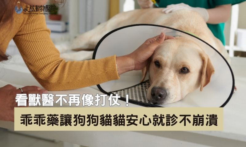 你家毛孩也需要一顆乖乖藥嗎？了解乖乖藥藥效及副作用
