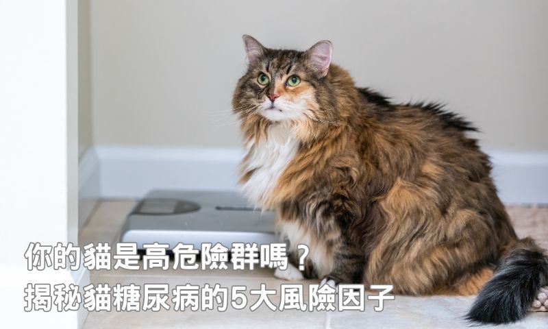 從肥胖到遺傳,貓糖尿病潛在危機你知道哪些?