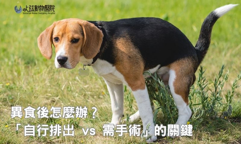 【飼主必看】異食排出與處理,不讓毛孩腸胃變戰場!