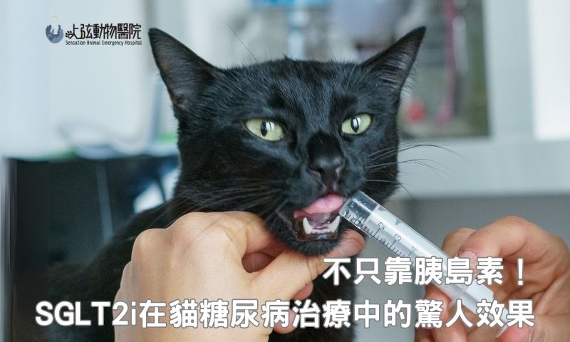 新藥登場!SGLT2i 如何改變貓糖尿病治療?