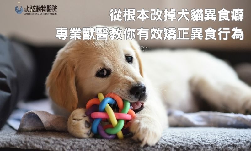 毛孩老是亂吃?用對異食治療方法,從根本改掉異食癖!