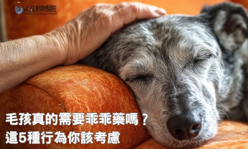 你家狗狗貓咪適合吃乖乖藥嗎?5大判斷關鍵一次看