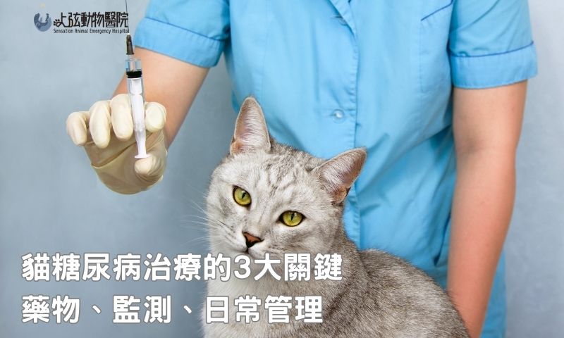 貓糖尿病治療必知重點,讓毛孩重拾活力