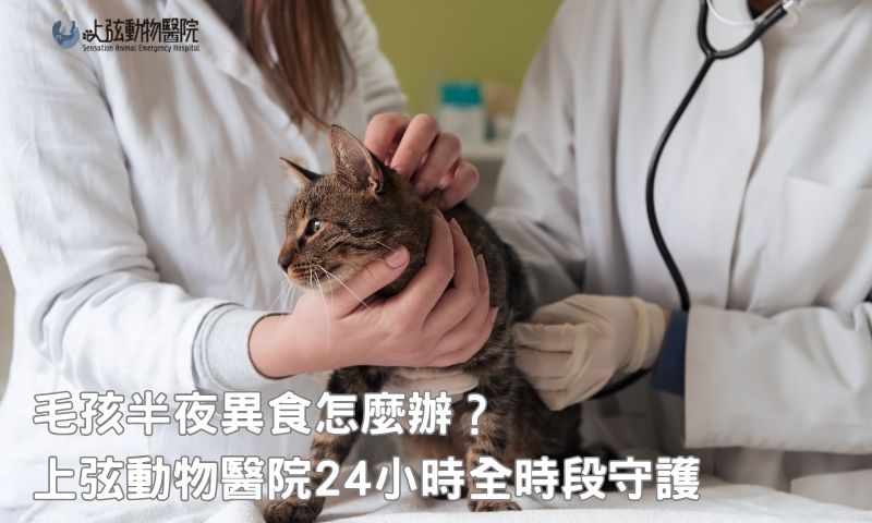 上弦動物醫院夜間急診團隊隨時待命,異食請找24小時獸醫院