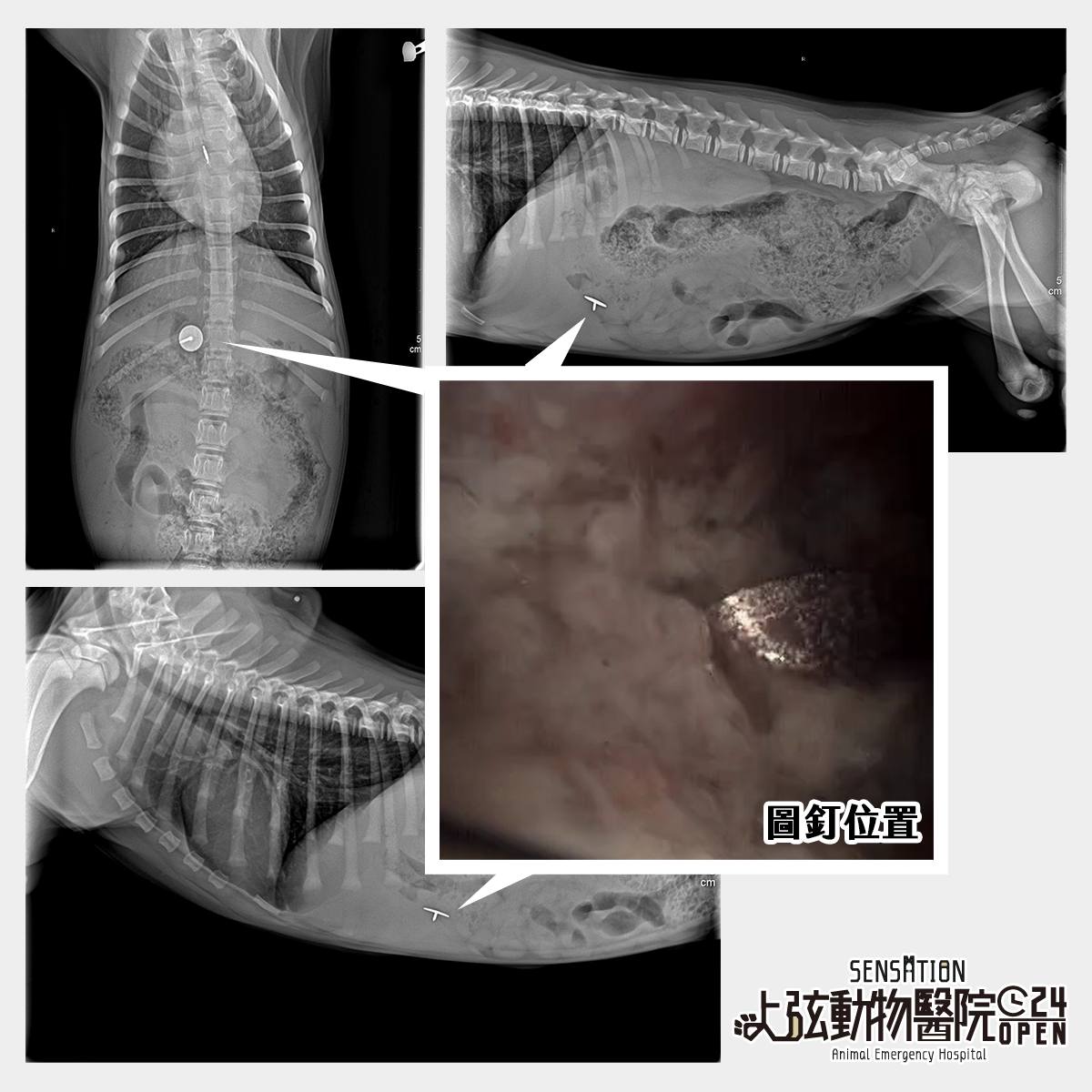 上弦動物醫院犬貓異食處理X光片