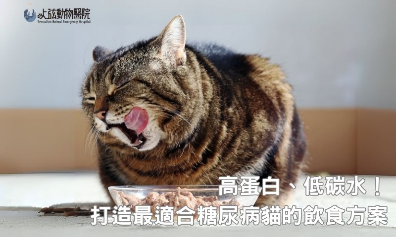 糖尿病貓咪怎麼吃?飲食規劃一次看懂
