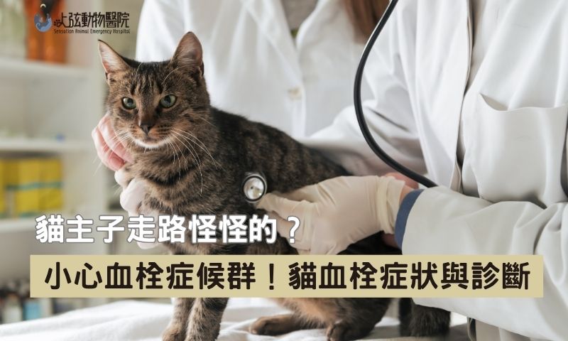 貓奴必看！貓血栓症候群成因與症狀你知道幾個？
