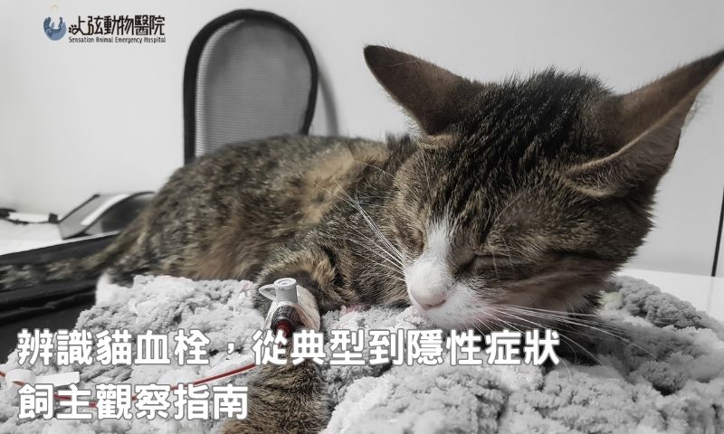 貓咪突然慘叫、後腳無力?警覺貓血栓症狀正在發作!