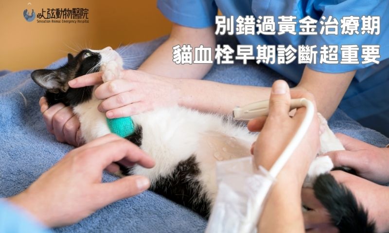 貓血栓要怎麼檢查?血液、X光、超音波的角色你知道嗎?