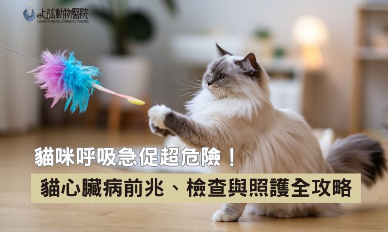 從前兆到末期照護：貓心臟病檢查與預防你必須知道的事