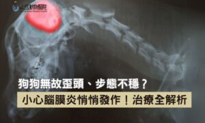 狗狗腦膜炎怎麼辦？5 大狗狗腦膜炎症狀解析＋就醫指南