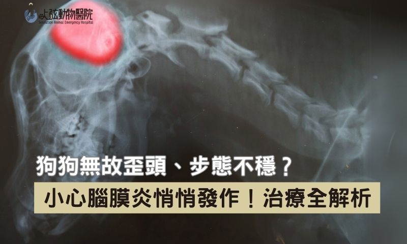 狗狗腦膜炎怎麼辦？5 大狗狗腦膜炎症狀解析＋就醫指南