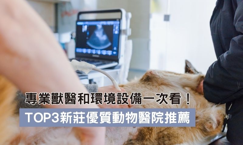 最受歡迎的新莊動物醫院獸醫評價與診所環境介紹