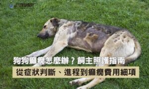 狗狗癲癇懶人包｜狗狗癲癇症狀辨識 x 狗狗癲癇治療費用