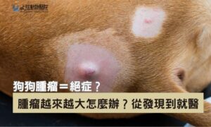 狗狗腫瘤突然變大？別再拖了！獸醫師教你立即判斷