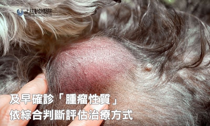 判斷腫瘤危不危險的關鍵，飼主一定要知道