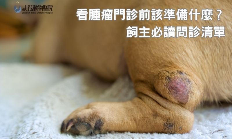 狗狗腫瘤就診懶人包：帶什麼、問什麼、該準備什麼一次整理