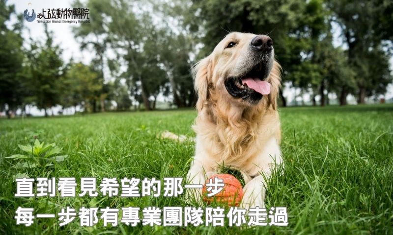 狗狗腫瘤照護指南：最溫柔、最專業的支持都在上弦