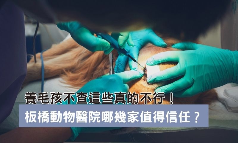 寵物急診不等人！板橋最值得信任的3家動物醫院整理好給你