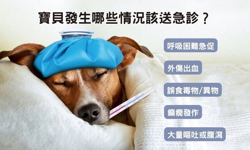 夜間急診是關鍵時刻的救命繩！你選的板橋動物醫院扛得住嗎？