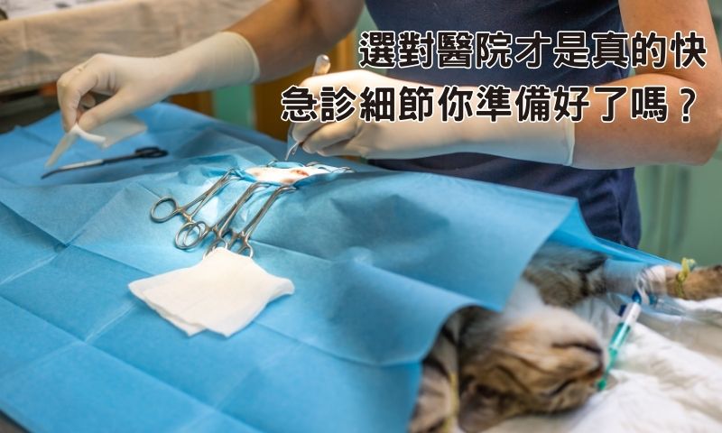 急診不怕貴，只怕白跑！如何選擇專業急診動物醫院