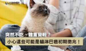 貓淋巴癌初期症狀怎麼看？還有救嗎？