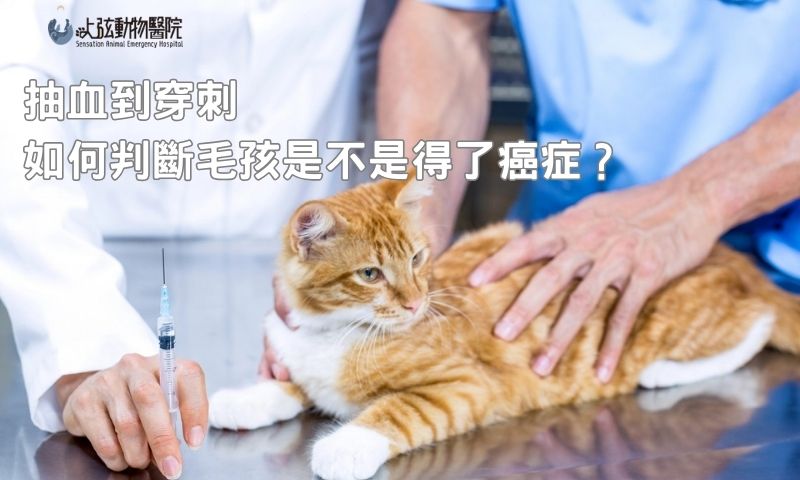 不確定是不是腫瘤？貓咪淋巴瘤診斷流程曝光