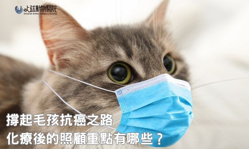 貓淋巴癌治療副作用多？飼主該注意這幾點