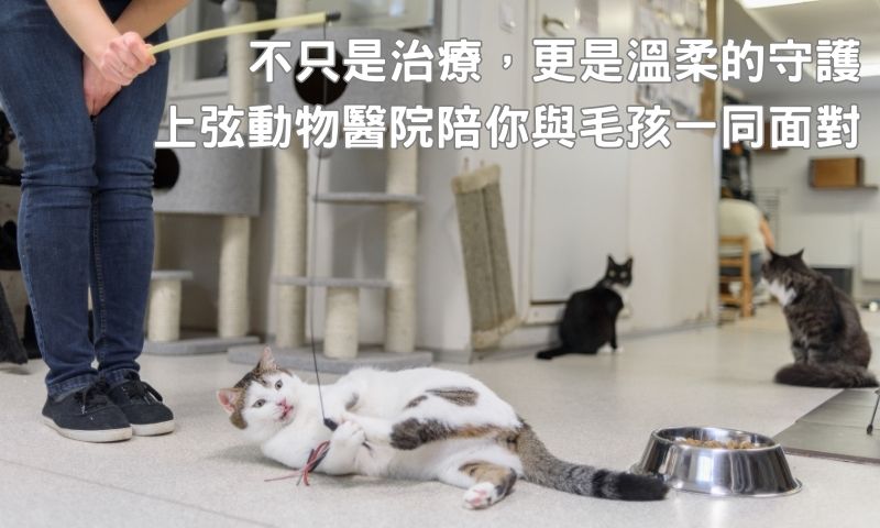 專業就是一種溫柔：上弦動物醫院全方位腫瘤治療