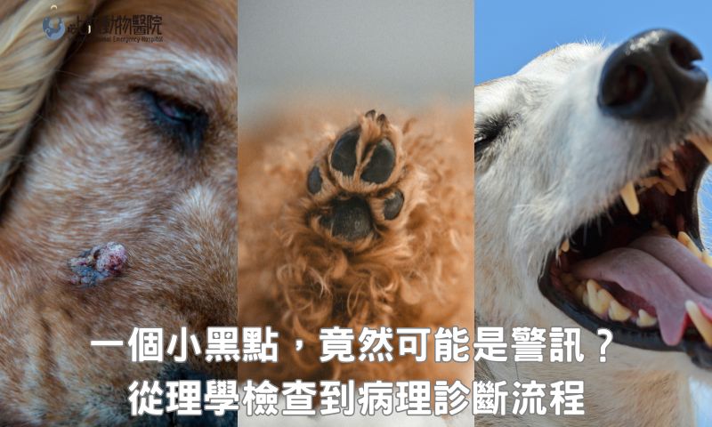 懷疑狗黑色素瘤要做哪些檢查？搞懂完整就醫流程