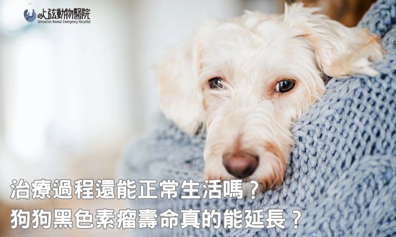 延長壽命 vs. 減少痛苦，狗狗黑色素瘤只能二選一？