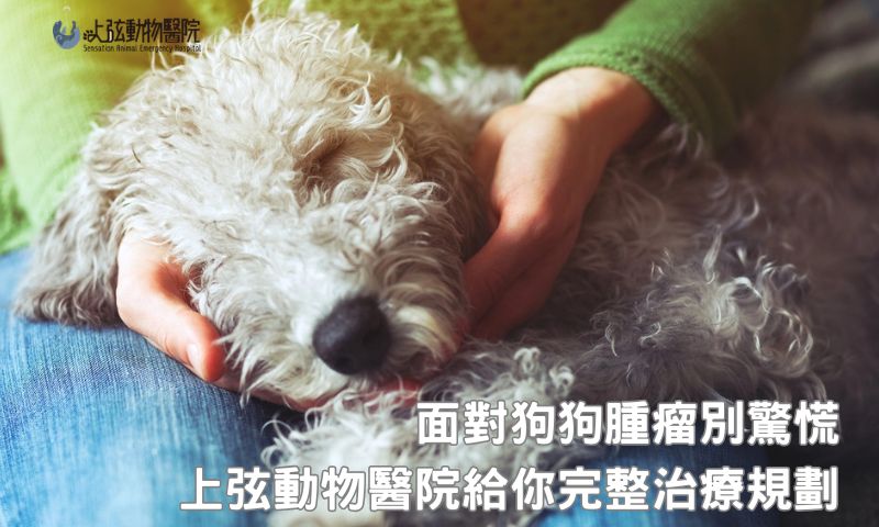 發現異常別拖延！上弦動物醫院狗黑色素瘤專業評估