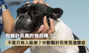 以為是迷信？其實很多毛孩已經在做的中獸醫針灸