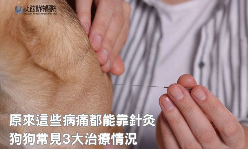 狗狗針灸可以改善什麼？比你想的還多