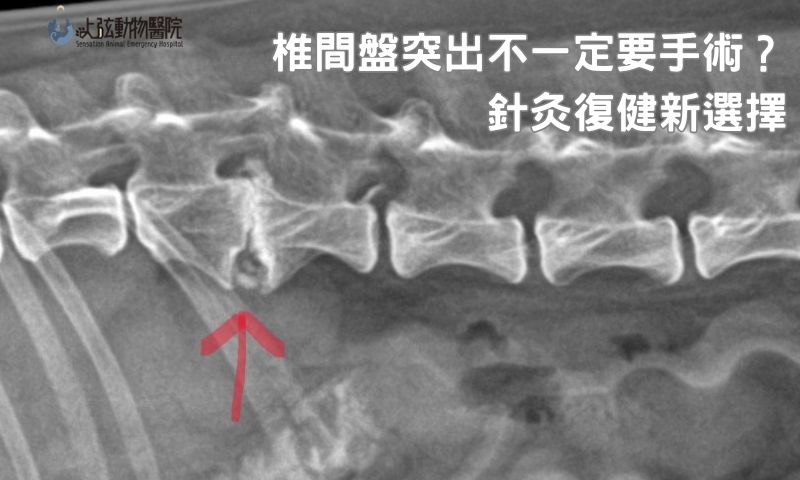狗狗針灸案例：神經疾病改善分享