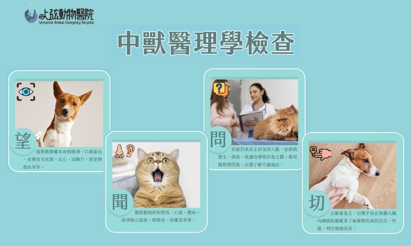 不只把脈！中獸醫診斷的4個關鍵你一定要知道