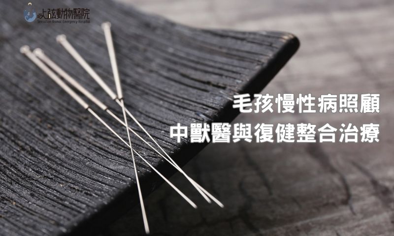 想讓毛孩好起來？關鍵其實在「整合治療」