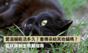 愛滋貓能活多久？會傳染給其他貓嗎？症狀與飼主照顧指南