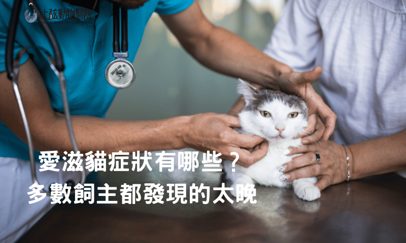 愛滋貓症狀有哪些？多數飼主都發現的太晚