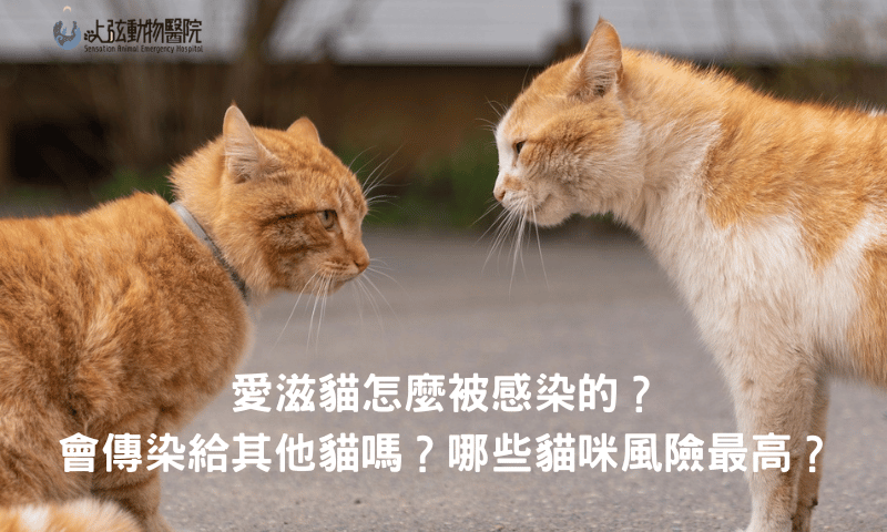 愛滋貓怎麼被感染的？會傳染給其他貓嗎？哪些貓咪風險最高？