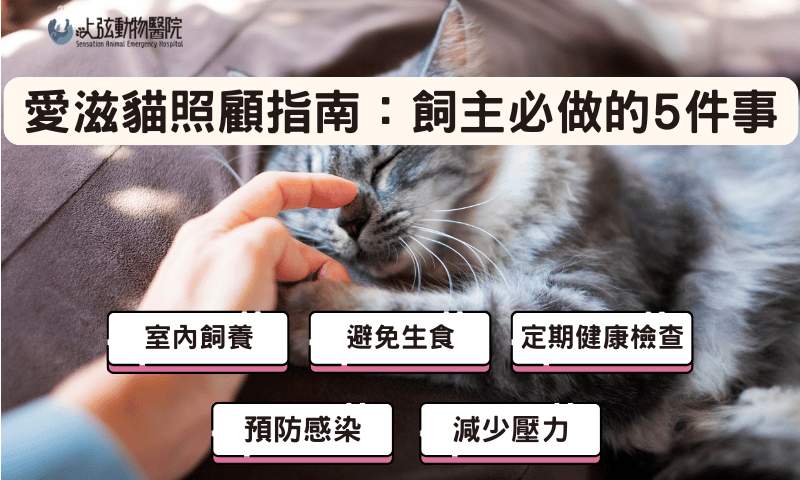 愛滋貓照顧指南：飼主必做的5件事