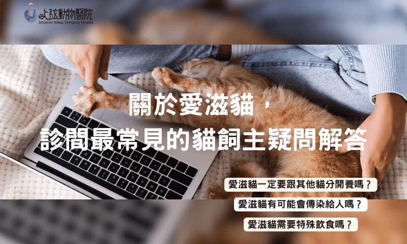 關於愛滋貓，診間最常見的貓飼主疑問解答