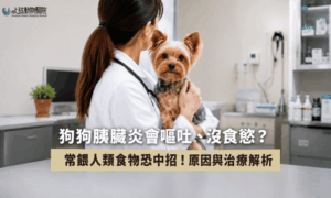 狗狗胰臟炎會嘔吐、沒食慾？常餵人類食物恐中招！原因與治療解析