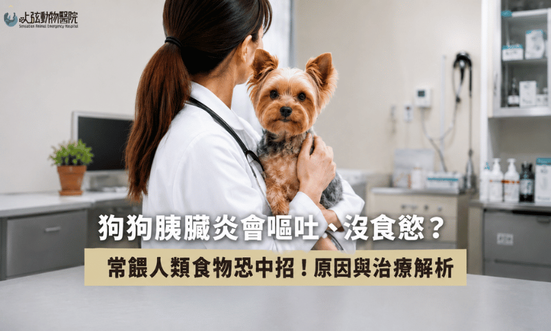 狗狗胰臟炎會嘔吐、沒食慾？常餵人類食物恐中招！原因與治療解析