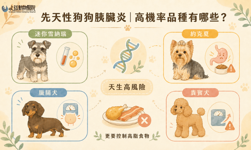 先天性狗狗胰臟炎｜高機率品種有哪些？