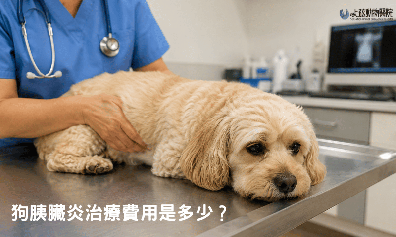 狗胰臟炎治療費用是多少？