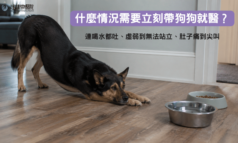 什麼情況需要立刻帶狗狗就醫？狗狗腎臟炎症狀、狗狗腎臟炎治療