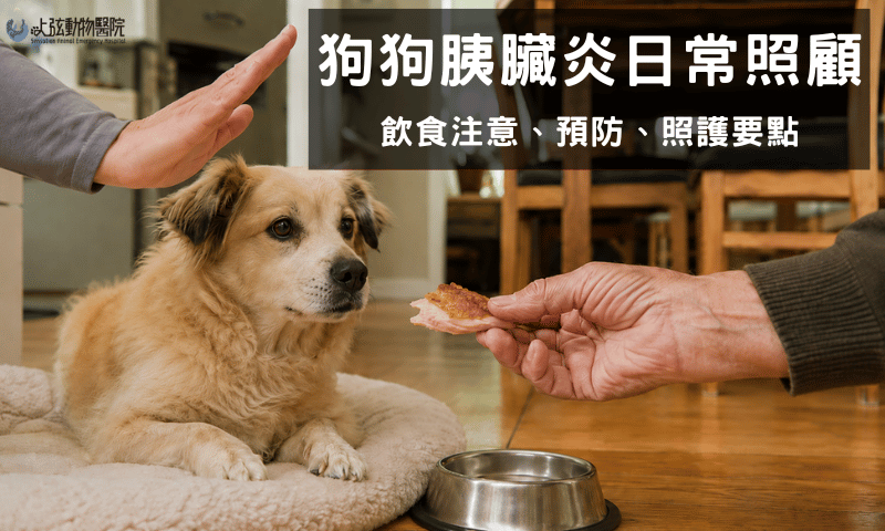 狗狗胰臟炎日常照顧｜飲食注意、預防、照護要點